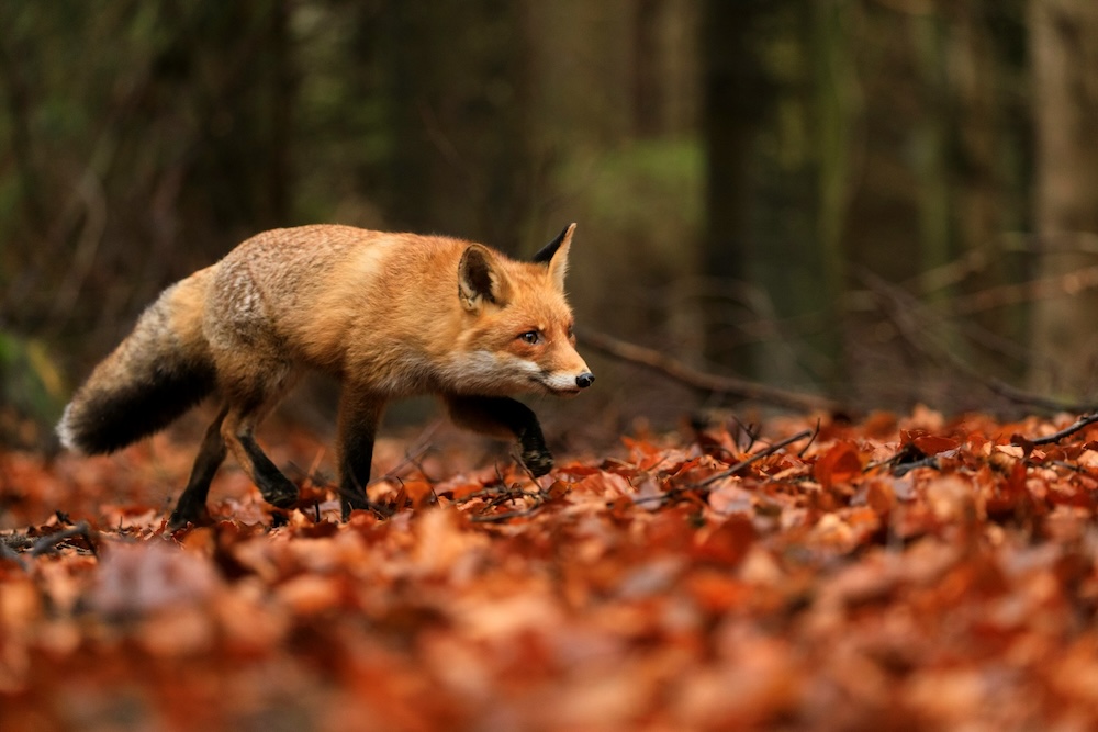 fox searching